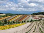 22072024_Samsung Smartphone Galaxy S10 Plus_27th round to Hokkaido_Biei_Shikisai no Oka00040