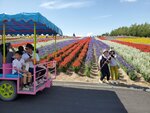 22072024_Samsung Smartphone Galaxy S10 Plus_27th round to Hokkaido_Biei_Shikisai no Oka00041