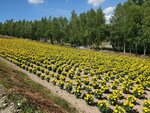 22072024_Samsung Smartphone Galaxy S10 Plus_27th round to Hokkaido_Biei_Shikisai no Oka00043