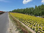 22072024_Samsung Smartphone Galaxy S10 Plus_27th round to Hokkaido_Biei_Shikisai no Oka00044