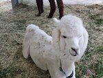 22072024_Samsung Smartphone Galaxy S10 Plus_27th round to Hokkaido_Biei_Shikisai no Oka_Alpaca Maki00001
