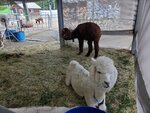 22072024_Samsung Smartphone Galaxy S10 Plus_27th round to Hokkaido_Biei_Shikisai no Oka_Alpaca Maki00002