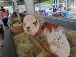 22072024_Samsung Smartphone Galaxy S10 Plus_27th round to Hokkaido_Biei_Shikisai no Oka_Alpaca Maki00004