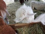 22072024_Samsung Smartphone Galaxy S10 Plus_27th round to Hokkaido_Biei_Shikisai no Oka_Alpaca Maki00005