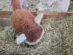 22072024_Samsung Smartphone Galaxy S10 Plus_27th round to Hokkaido_Biei_Shikisai no Oka_Alpaca Maki00006