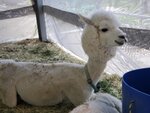 22072024_Samsung Smartphone Galaxy S10 Plus_27th round to Hokkaido_Biei_Shikisai no Oka_Alpaca Maki00007