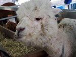 22072024_Samsung Smartphone Galaxy S10 Plus_27th round to Hokkaido_Biei_Shikisai no Oka_Alpaca Maki00008
