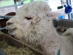 22072024_Samsung Smartphone Galaxy S10 Plus_27th round to Hokkaido_Biei_Shikisai no Oka_Alpaca Maki00009