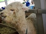 22072024_Samsung Smartphone Galaxy S10 Plus_27th round to Hokkaido_Biei_Shikisai no Oka_Alpaca Maki00010