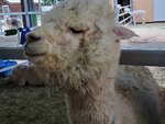 22072024_Samsung Smartphone Galaxy S10 Plus_27th round to Hokkaido_Biei_Shikisai no Oka_Alpaca Maki00011