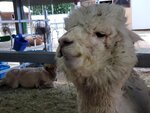 22072024_Samsung Smartphone Galaxy S10 Plus_27th round to Hokkaido_Biei_Shikisai no Oka_Alpaca Maki00012