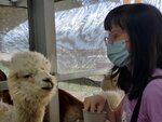 22072024_Samsung Smartphone Galaxy S10 Plus_27th round to Hokkaido_Biei_Shikisai no Oka_Alpaca Maki00013