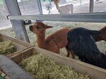 22072024_Samsung Smartphone Galaxy S10 Plus_27th round to Hokkaido_Biei_Shikisai no Oka_Alpaca Maki00014