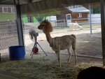 22072024_Samsung Smartphone Galaxy S10 Plus_27th round to Hokkaido_Biei_Shikisai no Oka_Alpaca Maki00015