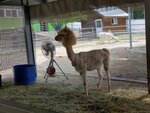 22072024_Samsung Smartphone Galaxy S10 Plus_27th round to Hokkaido_Biei_Shikisai no Oka_Alpaca Maki00016