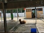 22072024_Samsung Smartphone Galaxy S10 Plus_27th round to Hokkaido_Biei_Shikisai no Oka_Alpaca Maki00017