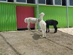 22072024_Samsung Smartphone Galaxy S10 Plus_27th round to Hokkaido_Biei_Shikisai no Oka_Alpaca Maki00018