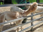 22072024_Samsung Smartphone Galaxy S10 Plus_27th round to Hokkaido_Biei_Shikisai no Oka_Alpaca Maki00019