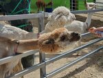 22072024_Samsung Smartphone Galaxy S10 Plus_27th round to Hokkaido_Biei_Shikisai no Oka_Alpaca Maki00020