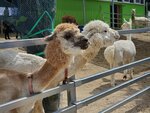 22072024_Samsung Smartphone Galaxy S10 Plus_27th round to Hokkaido_Biei_Shikisai no Oka_Alpaca Maki00021