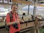 22072024_Samsung Smartphone Galaxy S10 Plus_27th round to Hokkaido_Biei_Shikisai no Oka_Alpaca Maki00023