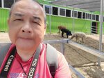 22072024_Samsung Smartphone Galaxy S10 Plus_27th round to Hokkaido_Biei_Shikisai no Oka_Alpaca Maki00024