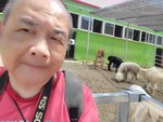 22072024_Samsung Smartphone Galaxy S10 Plus_27th round to Hokkaido_Biei_Shikisai no Oka_Alpaca Maki00025