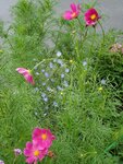 22072024_Samsung Smartphone Galaxy S10 Plus_27th round to Hokkaido_Furano Morning00121
