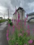 22072024_Samsung Smartphone Galaxy S10 Plus_27th round to Hokkaido_Furano Morning00126