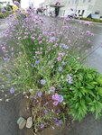 22072024_Samsung Smartphone Galaxy S10 Plus_27th round to Hokkaido_Furano Morning00127