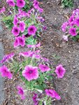 22072024_Samsung Smartphone Galaxy S10 Plus_27th round to Hokkaido_Furano Morning00128