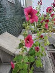23072024_Samsung Smartphone Galaxy S10 Plus_27th round to Hokkaido_Otaru Sakaimachi00046