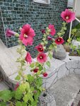 23072024_Samsung Smartphone Galaxy S10 Plus_27th round to Hokkaido_Otaru Sakaimachi00047