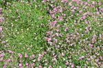 15032024_Canon EOS 5Ds_Hong Kong Flower Show_Variety Flowers00002
