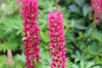 15032024_Canon EOS 5Ds_Hong Kong Flower Show_Variety Flowers00007