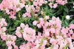 15032024_Canon EOS 5Ds_Hong Kong Flower Show_Variety Flowers00011
