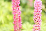 15032024_Canon EOS 5Ds_Hong Kong Flower Show_Variety Flowers00019
