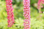 15032024_Canon EOS 5Ds_Hong Kong Flower Show_Variety Flowers00020