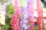 15032024_Canon EOS 5Ds_Hong Kong Flower Show_Variety Flowers00021