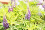 15032024_Canon EOS 5Ds_Hong Kong Flower Show_Variety Flowers00023