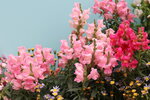 15032024_Canon EOS 5Ds_Hong Kong Flower Show_Variety Flowers00025
