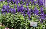 15032024_Canon EOS 5Ds_Hong Kong Flower Show_Venue_Victoria Park00005