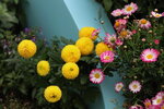 15032024_Canon EOS 5Ds_Hong Kong Flower Show_Venue_Victoria Park00007