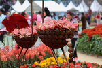15032024_Canon EOS 5Ds_Hong Kong Flower Show_Venue_Victoria Park00021