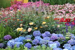 15032024_Canon EOS 5Ds_Hong Kong Flower Show_Venue_Victoria Park00136