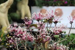 15032024_Canon EOS 5Ds_Hong Kong Flower Show_Venue_Victoria Park00142