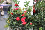 15032024_Canon EOS 5Ds_Hong Kong Flower Show_Venue_Victoria Park00148