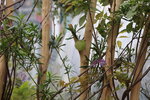 15032024_Canon EOS 5Ds_Hong Kong Flower Show_Venue_Victoria Park00149