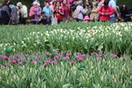 15032024_Canon EOS 5Ds_Hong Kong Flower Show_Venue_Victoria Park00189