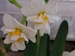 01022025_Chinese New Year Home Flower00041